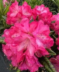 Light Red Rhododendron Flower Seeds for Planting Shade Tolerant Heirloom & GMO Free Seeds for Home Garden
 
 Sale