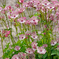 Pink Masterwort Flower seeds for Planting Drought Tolerant Heirloom & GMO Free Seeds for Home Garden 
 
 Sale
