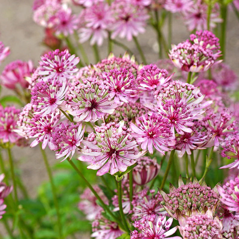 Pink Masterwort Flower seeds for Planting Drought Tolerant Heirloom & GMO Free Seeds for Home Garden 
 
 Sale