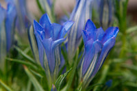 Violet Gentian Flower Seeds Premium Quality Heirloom & GMO Free Seeds for Home Garden
 
 Sale