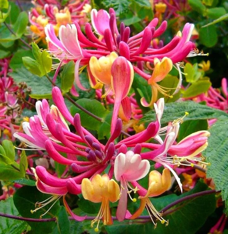 Honeysuckle Lonicera Seeds for Planting - Vibrant Flowering Plant