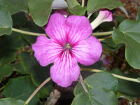 Stellulifera Flower seeds for Planting Cut Flower Favorite Heirloom & GMO Free Seeds for Home Garden
 
 Sale