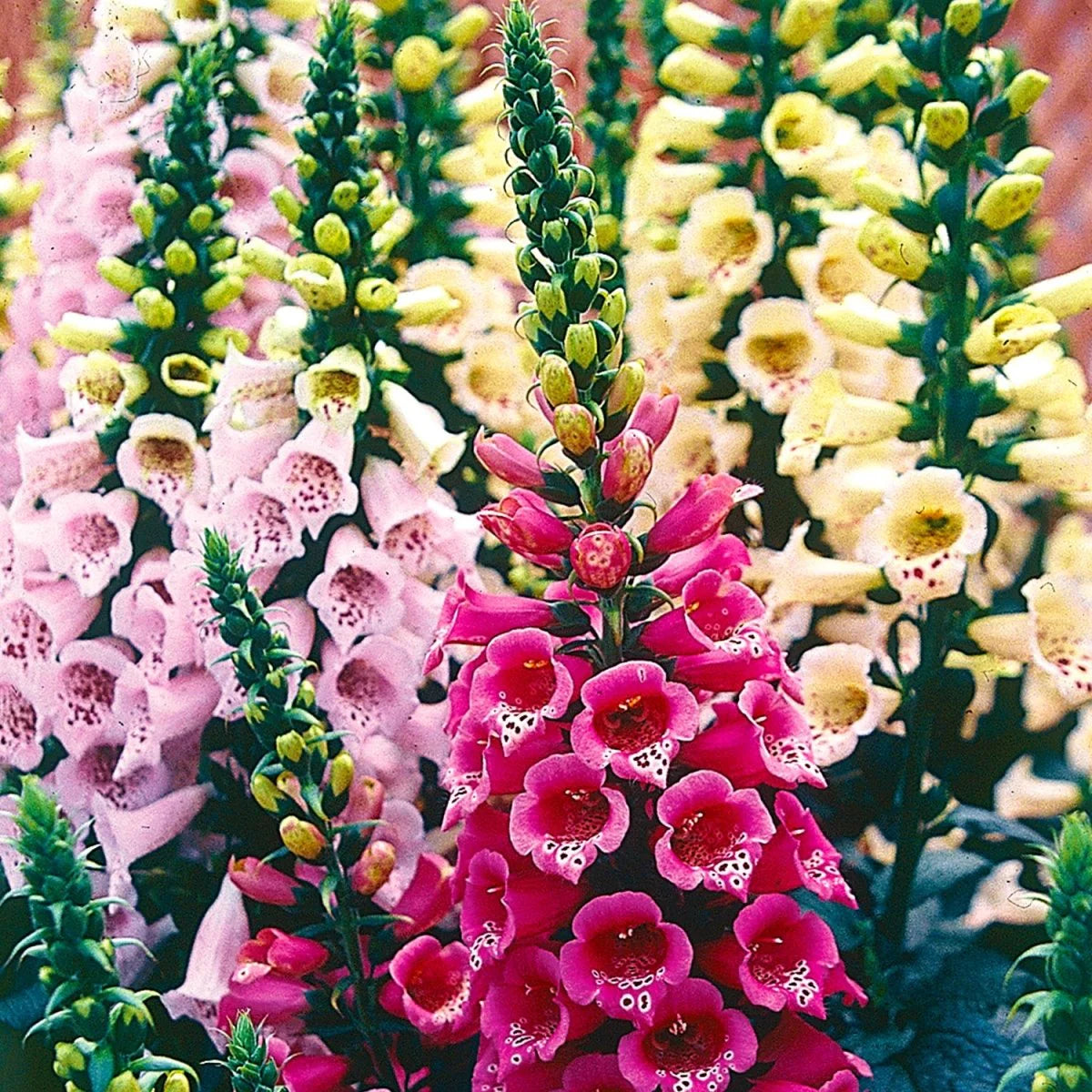 Pink Climbing Foxglove Flower seeds for Planting - Easy to Grow, Heirloom & GMO Free Seeds for Home Garden