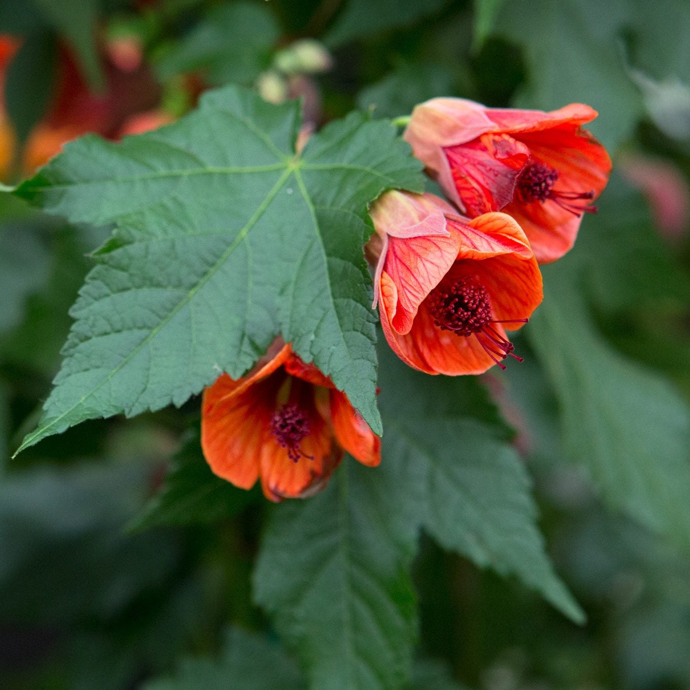 Abutilon Bella Flower seeds for Planting - Hardy Variety, Heirloom & GMO Free Seeds for Home Garden