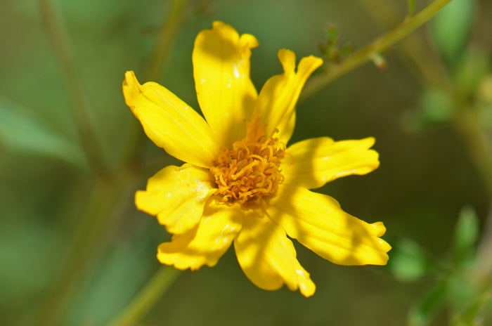 Yellow Lemmon Marigold Flower seeds for Planting Hardy Variety Heirloom & GMO Free Seeds for Home Garden 
 
 Sale