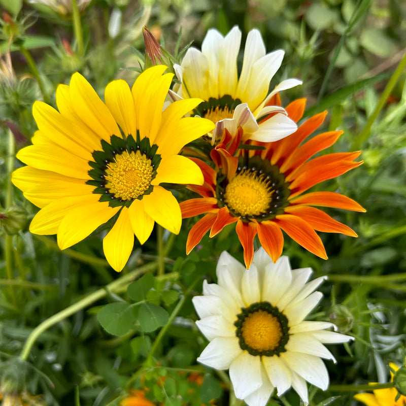 Gazania Sunshine Flower seeds for Planting - Garden Favorite, Heirloom & GMO Free Seeds for Home Garden
