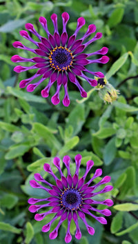 Osteospermum Flower seeds for Planting Garden Favorite Heirloom & GMO Free Seeds for Home Garden