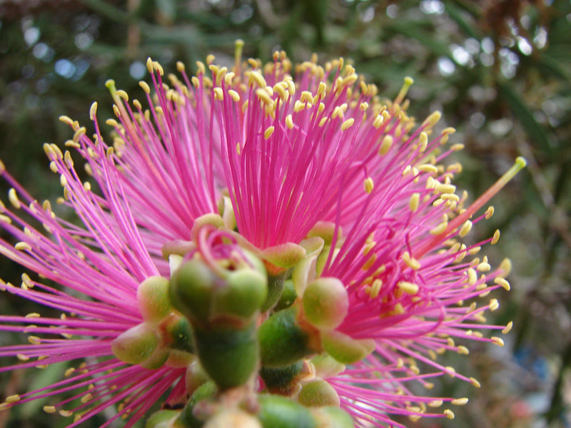 Pink Callistemon Violaceus Flower seeds for Planting - Garden Favorite, Heirloom & GMO Free Seeds for Home Garden
