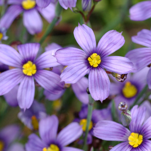 Sisyrinchium Flower seeds for Planting Low Maintenance Heirloom & GMO Free Seeds for Home Garden 
 
 Sale