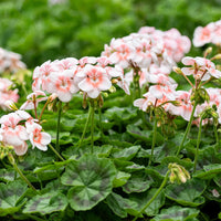 Pink Geranium Flores Perennial Flower Seeds for Planting Seasonal Bloomer Heirloom & GMO Free Seeds for Home Garden
 
 Sale