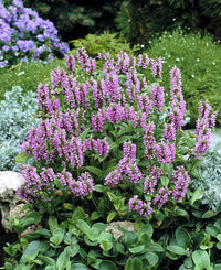 Heirloom Nepeta Flower seeds for Planting Fragrant Blossoms Heirloom & GMO Free Seeds for Home Garden