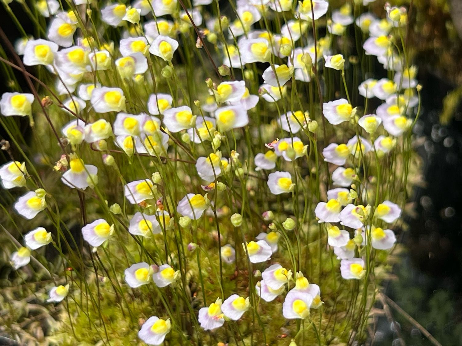 White Utricularia Bisquamata Flower seeds for Planting - Compact Growth, Heirloom & GMO Free Seeds for Home Garden