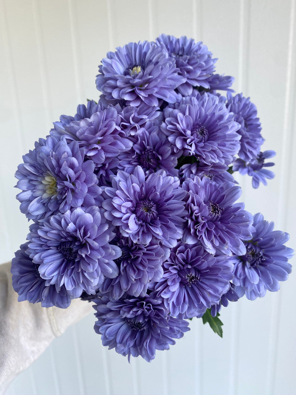 Blue Violet Chrysanthemum Flower seeds for Planting - Seasonal Bloomer, Heirloom & GMO Free Seeds for Home Garden