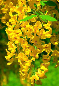 Yellow Wisteria Flower seeds for Planting Long Bloom Season Heirloom & GMO Free Seeds for Home Garden 
 
 Sale