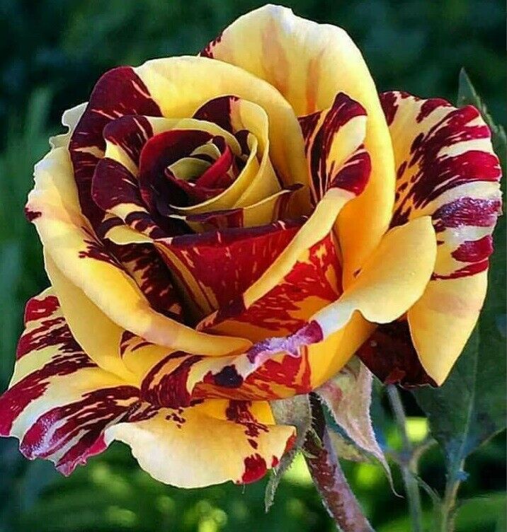 Rare Dragon Rose Flower seeds for Planting - Colorful Display, Heirloom & GMO Free Seeds for Home Garden