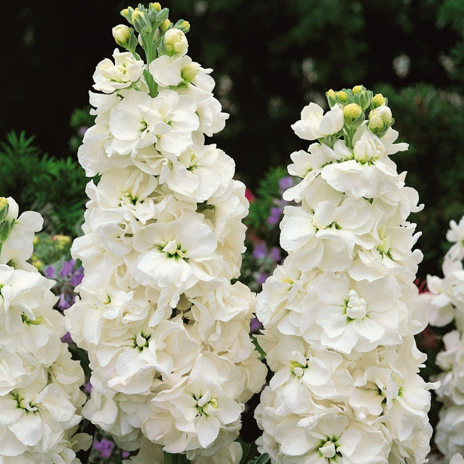 White Matthiola Incana Flower seeds for Planting Cut Flower Favorite Heirloom & GMO Free Seeds for Home Garden