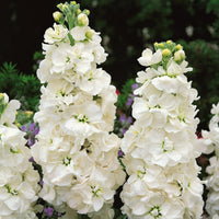 White Matthiola Incana Flower seeds for Planting Cut Flower Favorite Heirloom & GMO Free Seeds for Home Garden