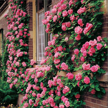 Climbing Flower seeds for Planting Cut Flower Favorite Heirloom & GMO Free Seeds for Home Garden