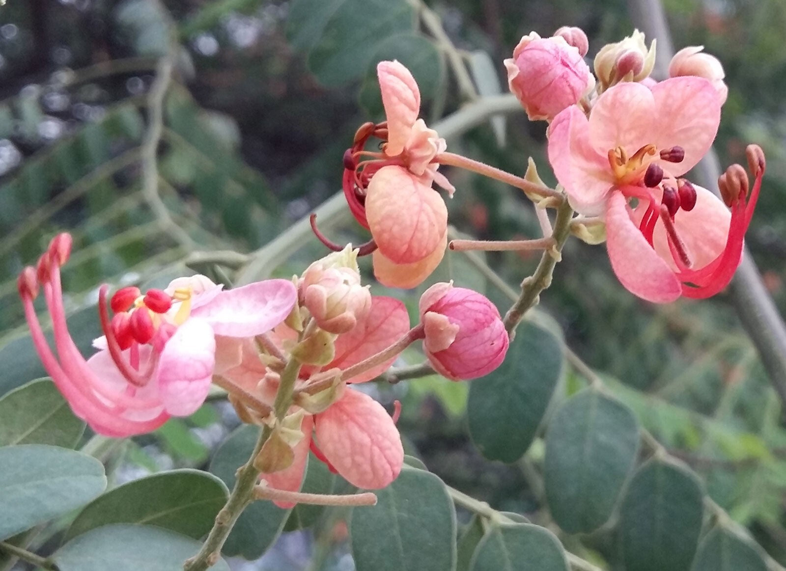 Cassia Marginata Flower seeds for Planting Pollinator Friendly Heirloom & GMO Free Seeds for Home Garden