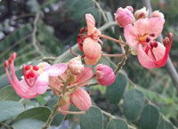 Cassia Marginata Flower seeds for Planting Pollinator Friendly Heirloom & GMO Free Seeds for Home Garden