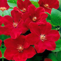 Clematis Red Flower Planting Seeds  Brighten Your Garden