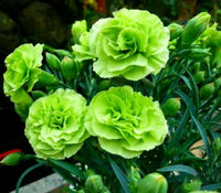 Lime Green Geranium Flower Seeds for Planting Pollinator Friendly Heirloom & GMO Free Seeds for Home Garden  Sale