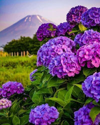 Purple Hydrangea Flower seeds for Planting - Easy to Grow, Heirloom & GMO Free Seeds for Home Garden