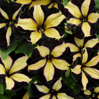 Black Yellow Petunia Seeds for Planting