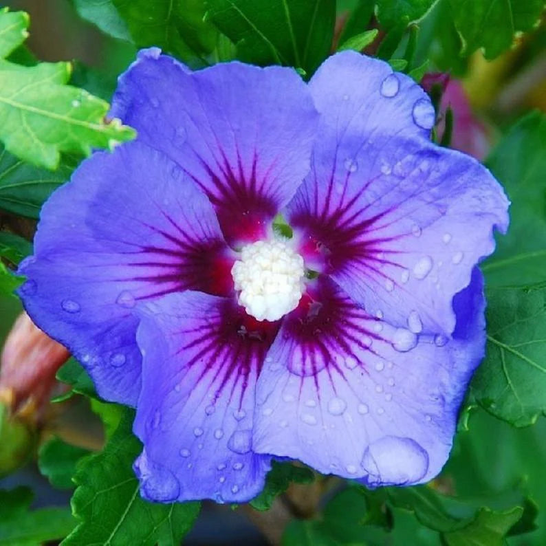 Purple Hibiscus Flower Seeds for Planting Sun Loving Heirloom & GMO Free Seeds for Home Garden
 
 Sale