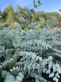 Eucalyptus Cinerea, Silver Dollar Flower seeds for Planting - Drought Tolerant, Heirloom & GMO Free Seeds for Home Garden