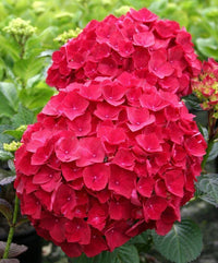 Red Hydrangea Flower seeds for Planting Vibrant Colors Heirloom & GMO Free Seeds for Home Garden 
 
 Sale