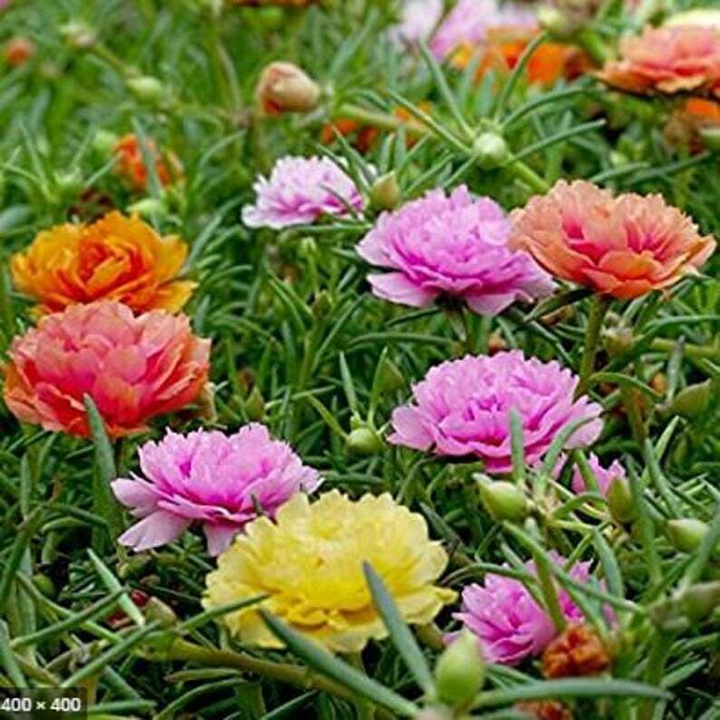 Moss Rose Mix Flower Seeds for Vibrant Planting