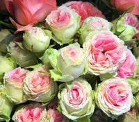 Pink Green Rose Flower Seeds for Planting Hardy Variety Heirloom & GMO Free Seeds for Home Garden
 
 Sale