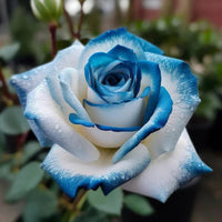 Blue Cream Rose Flower seeds for Planting - Cottage Garden Essential, Heirloom & GMO Free Seeds for Home Garden