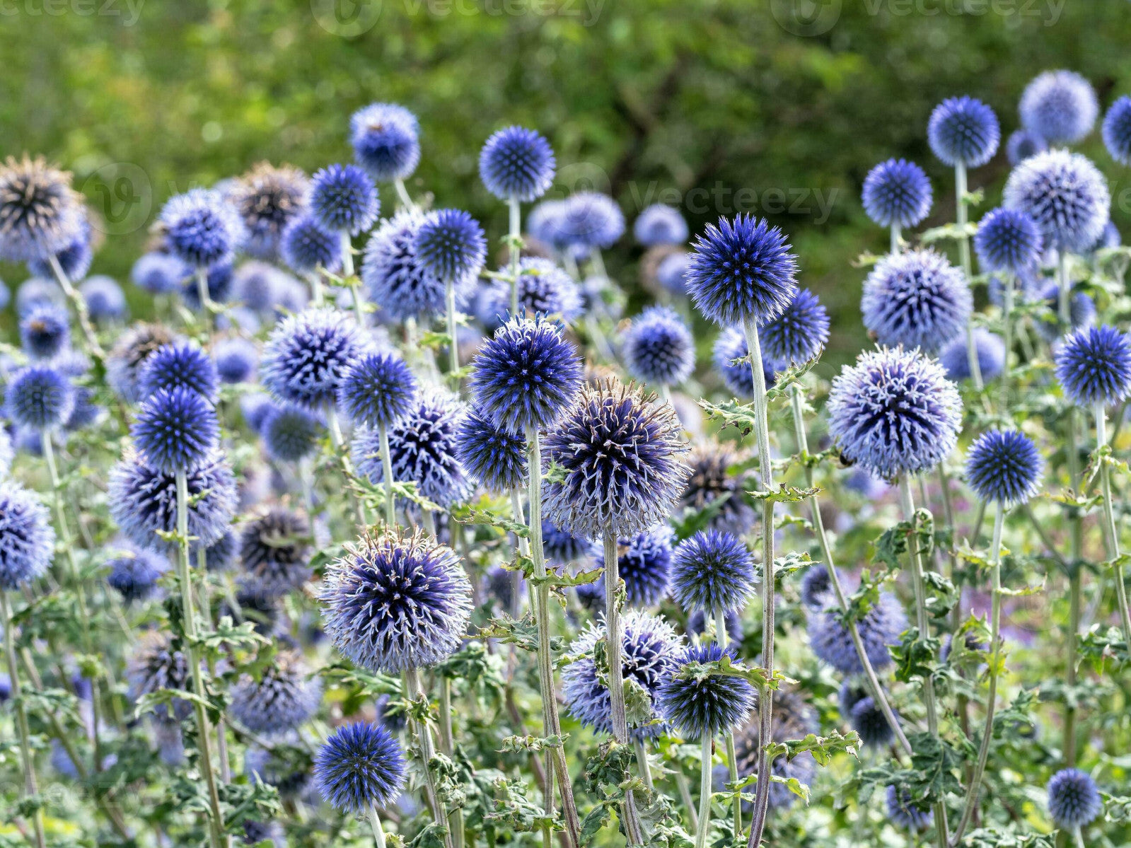 Blue Globe Thistle (Echinops Ritro) Flower Seeds, Allium Seeds for Home Garden