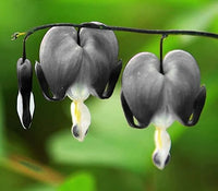 Black Heart Flower seeds for Planting - Cut Flower Favorite, Heirloom & GMO Free Seeds for Home Garden