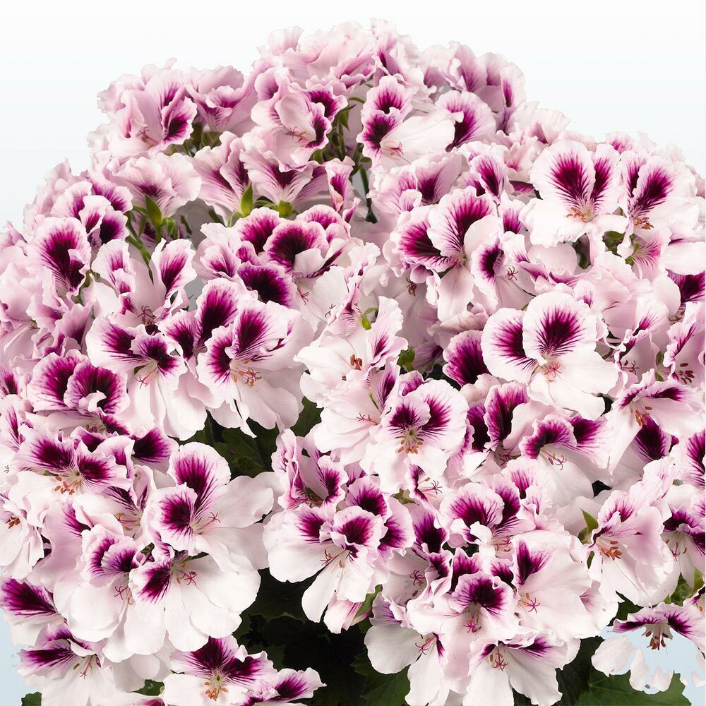 White Purple Geranium Flower Seeds for Planting Long Bloom Season Heirloom & GMO Free Seeds for Home Garden
 
 Sale