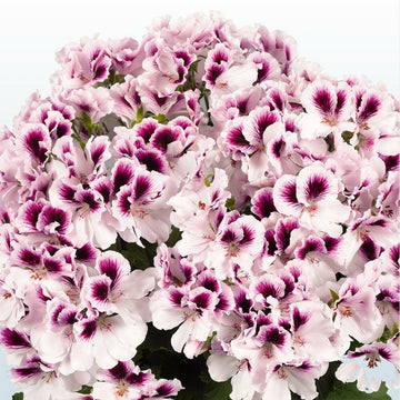White Purple Geranium Flower Seeds for Planting Long Bloom Season Heirloom & GMO Free Seeds for Home Garden
 
 Sale