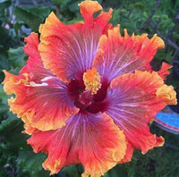 Red Purple Hibiscus Flower Seeds for Planting Cut Flower Favorite Heirloom & GMO Free Seeds for Home Garden
 
 Sale