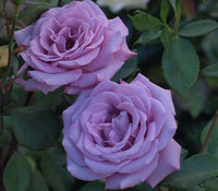 Violet Rose Flower seeds for Planting Drought Tolerant Heirloom & GMO Free Seeds for Home Garden
 
 Sale