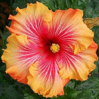 Yellow Orange Hibiscus Flower Seeds – Easy to Grow Heirloom & NonGMO Seeds for Home Garden
 
 Sale