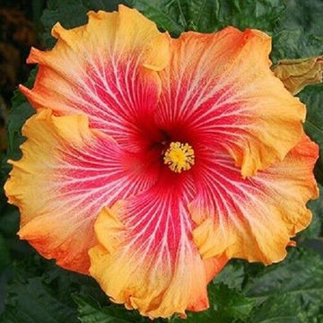 Yellow Orange Hibiscus Flower Seeds – Easy to Grow Heirloom & NonGMO Seeds for Home Garden
 
 Sale
