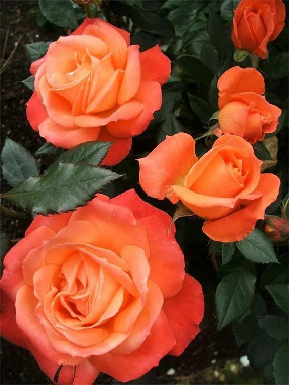 Dark Orange Rose Flower seeds for Planting - Vibrant Colors, Heirloom & GMO Free Seeds for Home Garden