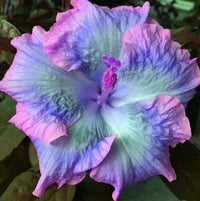 Blue Pink Hibiscus Flower Seeds for Planting Low Maintenance Heirloom & GMO Free Seeds for Home Garden
 
 Sale