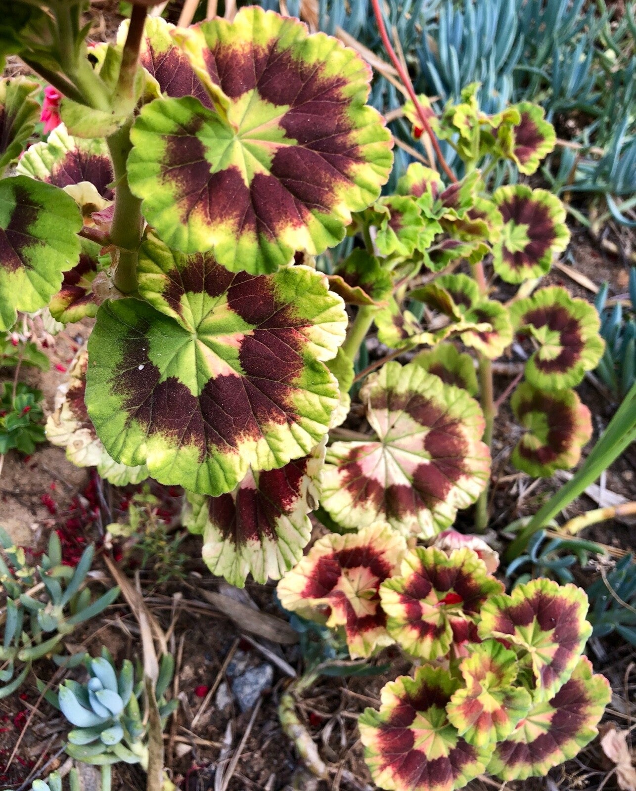 Variegata Flower seeds for Planting Hardy Variety Heirloom & GMO Free Seeds for Home Garden