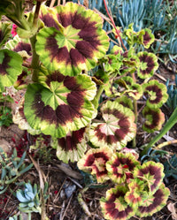 Variegata Flower seeds for Planting Hardy Variety Heirloom & GMO Free Seeds for Home Garden