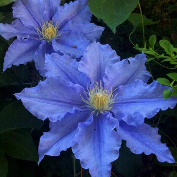 Blue Clematis Flower seeds for Planting - Cut Flower Favorite, Heirloom & GMO Free Seeds for Home Garden