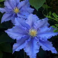 Blue Clematis Flower seeds for Planting - Cut Flower Favorite, Heirloom & GMO Free Seeds for Home Garden