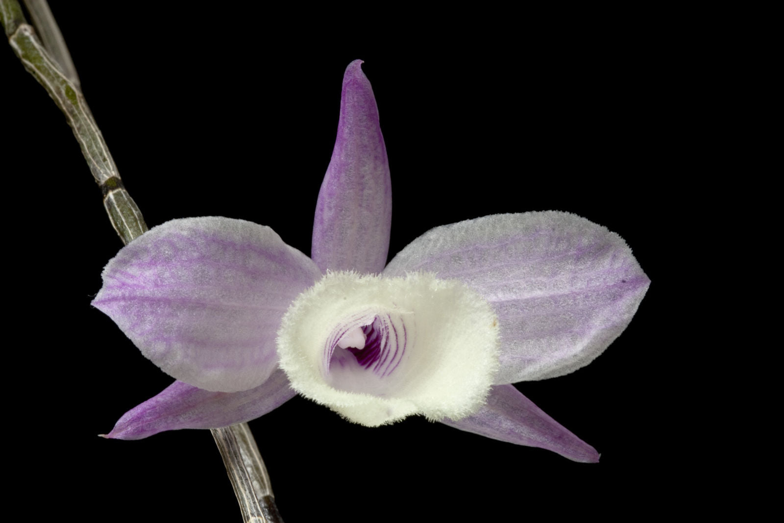 Dendrobium Aphyllum Flower seeds for Planting Long Bloom Season Heirloom & GMO Free Seeds for Home Garden