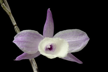 Dendrobium Aphyllum Flower seeds for Planting Long Bloom Season Heirloom & GMO Free Seeds for Home Garden